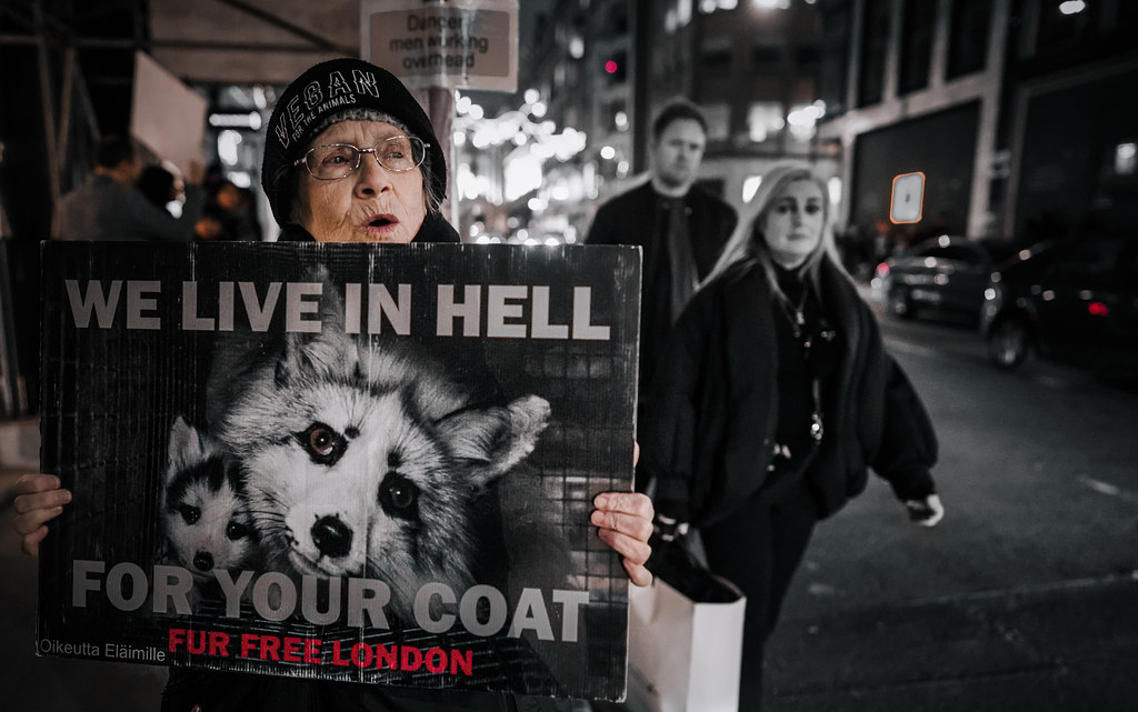 An elderly woman in a vegan beanie holds an anti-fur protest sign with foxes on a night street. — illustrating “An Easter Egg from Prada” on Florence and Mary
