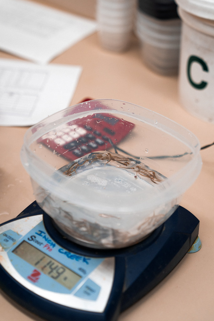 A clear container of small brown fish sits on a blue digital scale reading 1149 labeled Inch Creek. — illustrating “Collection 2014 Spring Releases” on Florence and Mary