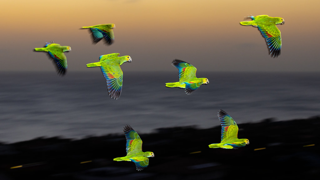 Seven vibrant green parrots with yellow heads fly over a dark blurred ocean at sunset. — illustrating “Hitting Pan #1” on Florence and Mary