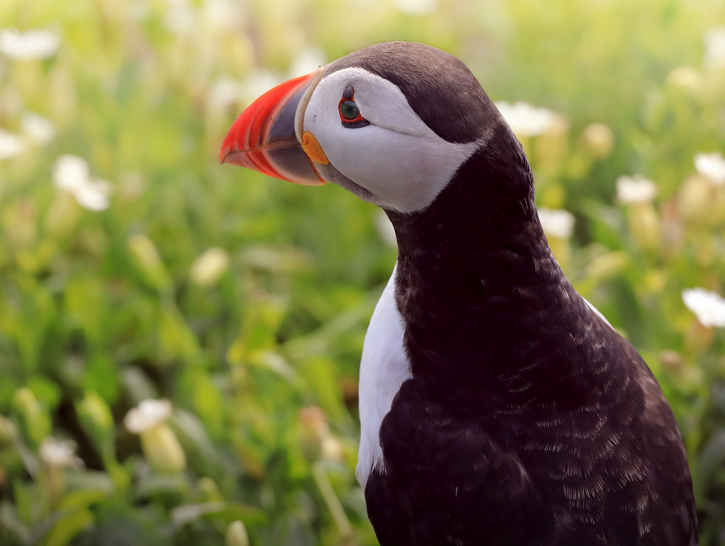 A close-up profile of an Atlantic puffin with a colorful beak against blurred green grass and white flowers. — illustrating “June Favourites” on Florence and Mary