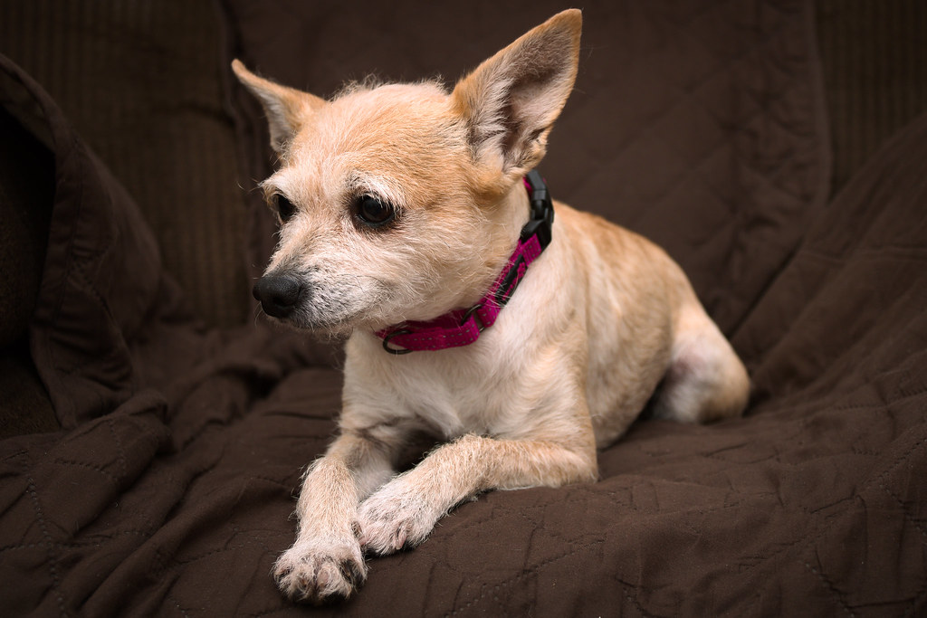A small tan scruffy dog wearing a bright pink collar lies on a dark brown quilted couch cover. — illustrating “Little Mix All About the Eyes Palette | Review” on Florence and Mary