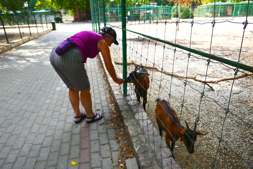 A woman in a magenta shirt leans over a green wire fence to interact with two small brown goats. — illustrating “London Zoo - Adults Only!” on Florence and Mary