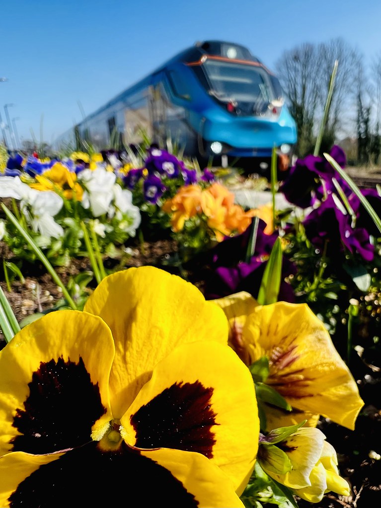 Yellow pansies with dark centers fill the foreground while a blurred blue passenger train passes under clear sky. — illustrating “March Favourites” on Florence and Mary