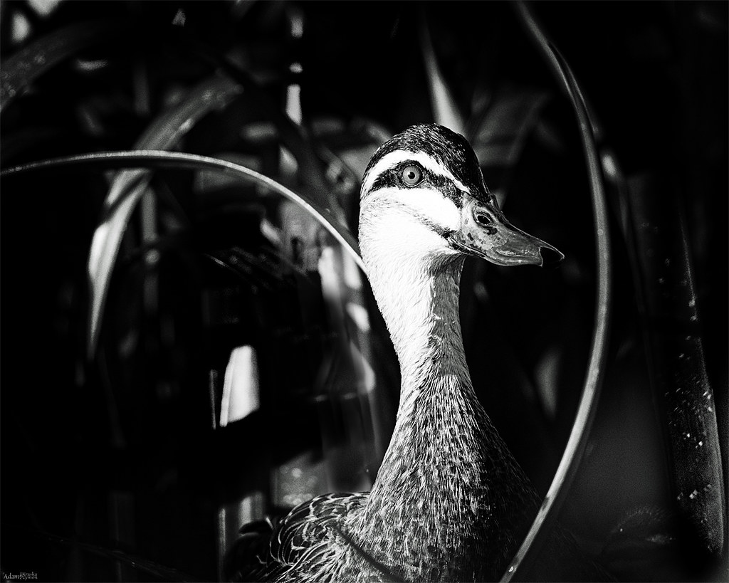 A high-contrast black-and-white close-up shows a duck with striped facial markings among dark curved reeds. — illustrating “Maybelline BROWdrama Review” on Florence and Mary