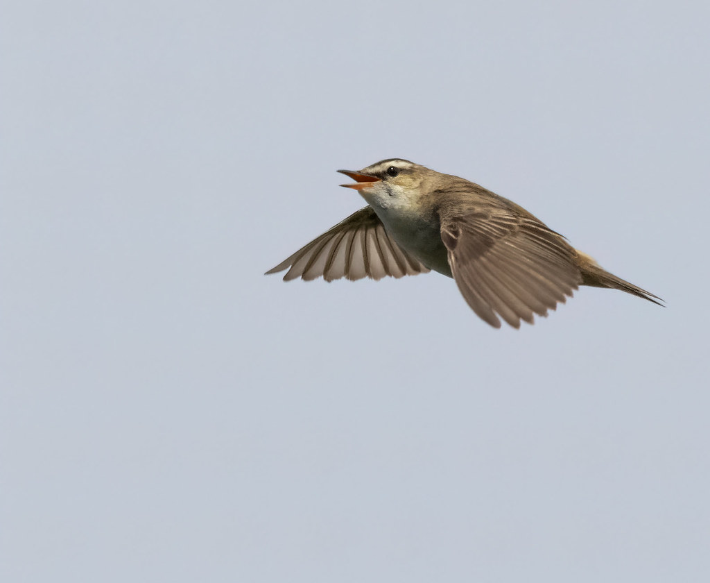 A small brown and grey bird flies mid-air against a pale blue sky with wings spread and beak open. — illustrating “Movie Review: Pitch Perfect” on Florence and Mary