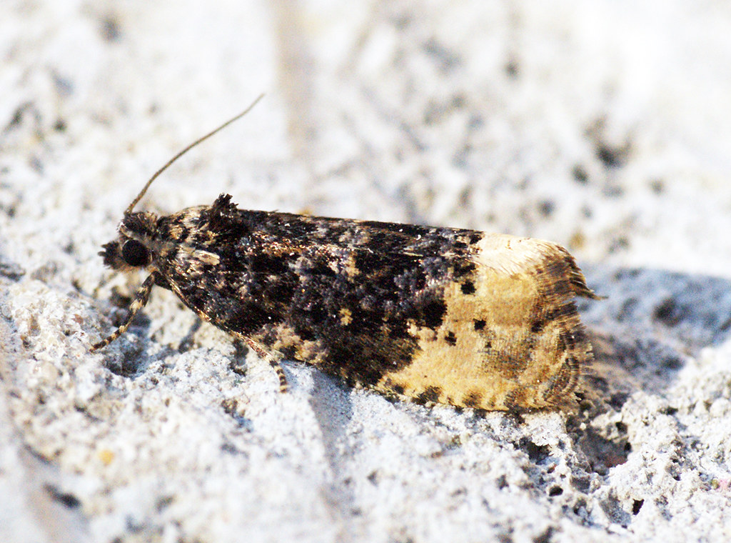 A small moth with dark speckled wings and a tan body rests on a rough light-grey stone surface. — illustrating “#mydubai | Day 2” on Florence and Mary