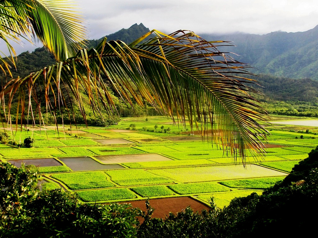 Green rectangular valley fields framed by a palm frond with misty mountains behind them. — illustrating “October Empties” on Florence and Mary