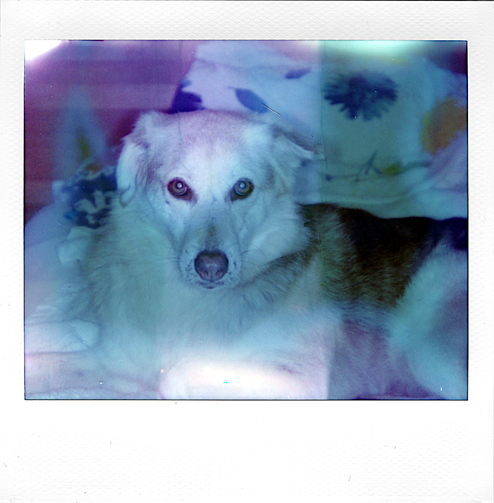 Instant-film style photo of a white and light brown dog on a floral blanket with light leaks. — illustrating “PRODUCTS THAT DIDN'T WORK FOR ME #3” on Florence and Mary
