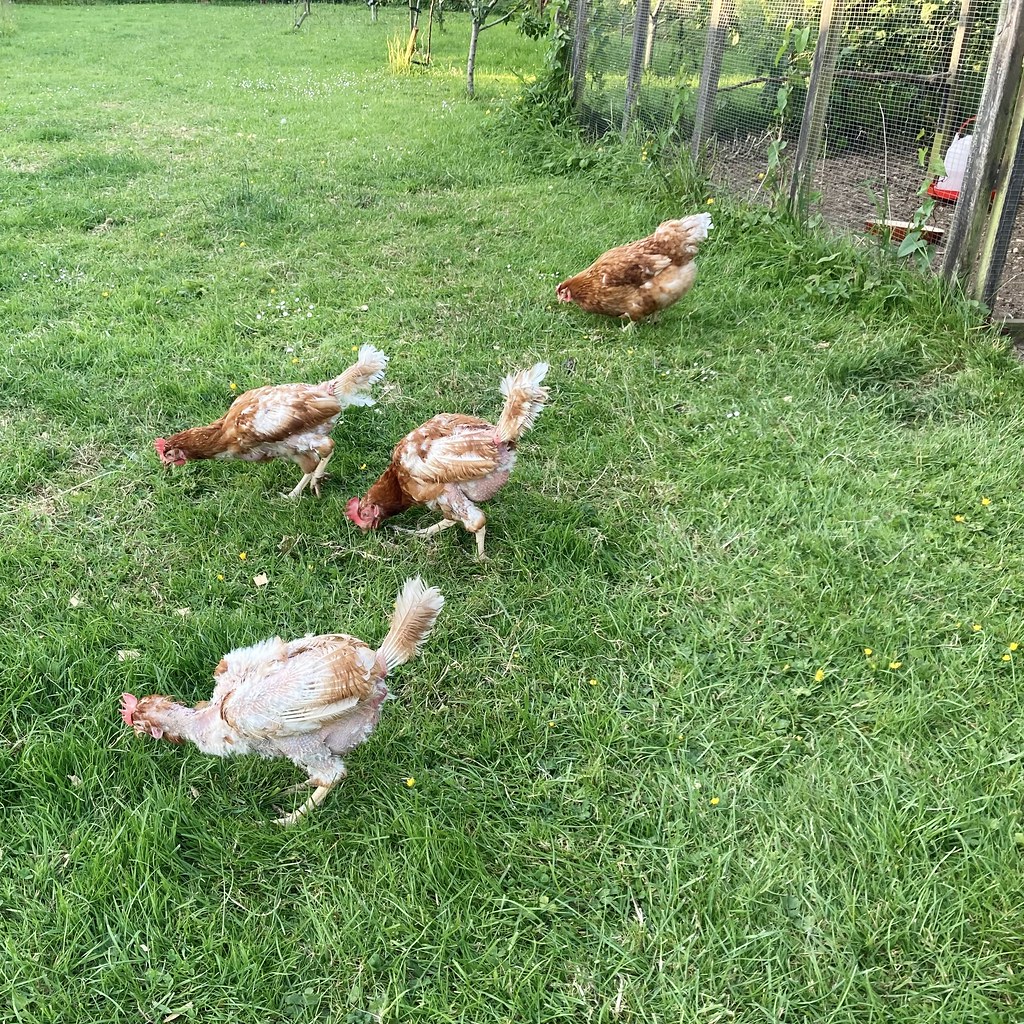 Four reddish-brown chickens with patchy feathers forage in green grass beside a wire fence. — illustrating “Ragdale Hall Calming Bath Essence from Marks and Spencer” on Florence and Mary