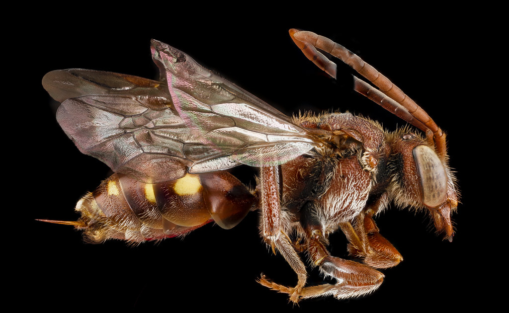 Macro profile of a reddish-brown insect with iridescent wings and cream spots on black background. — illustrating “Repurchased | January 2014” on Florence and Mary