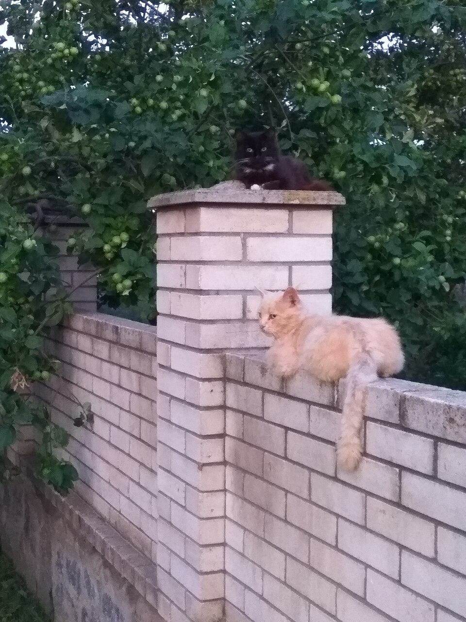 Black cat sits on a brick pillar above a fluffy orange cat against dense green foliage. — illustrating “Review | La-Roche Posay Effaclar Duo (+)” on Florence and Mary