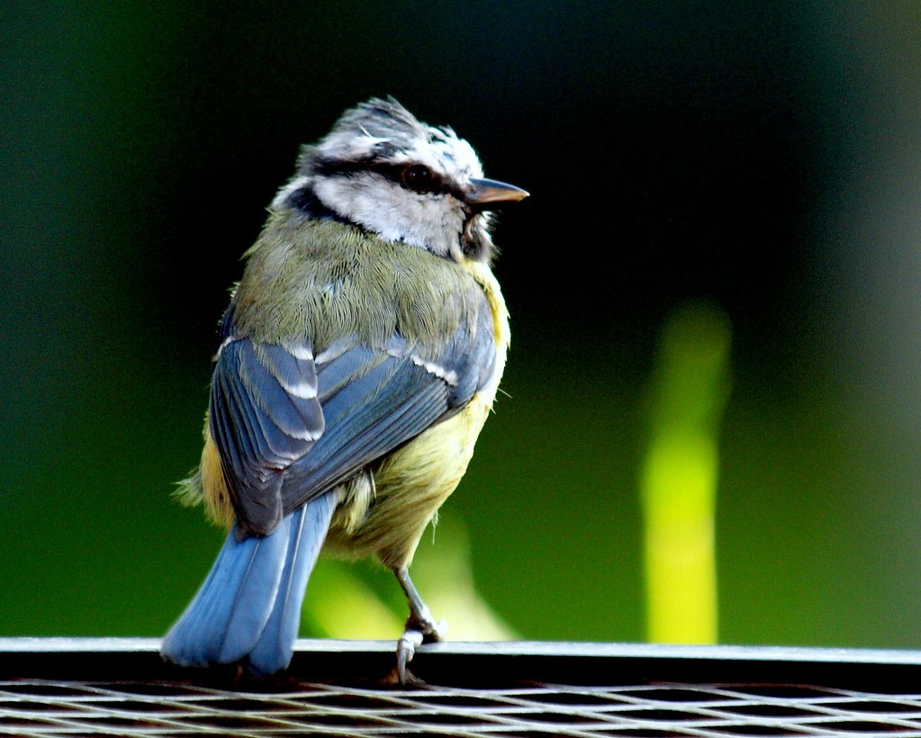 Blue tit with yellow-olive chest perched on dark diamond metal mesh against green foliage bokeh. — illustrating “Review // L'Occitane Immortelle Brightening Hand Cream” on Florence and Mary