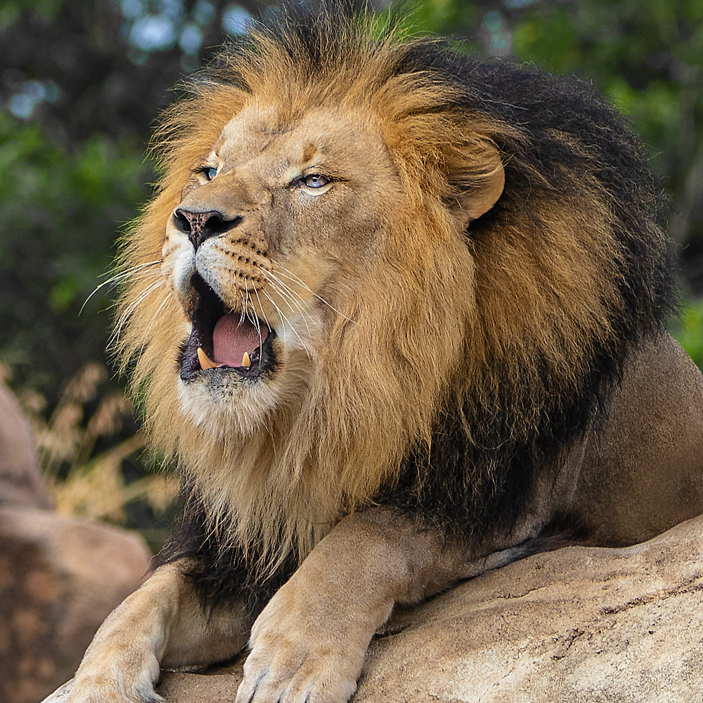 Close-up of a male lion with a dark-fringed mane roaring while resting on a tan rock. — illustrating “Talking Teeth” on Florence and Mary