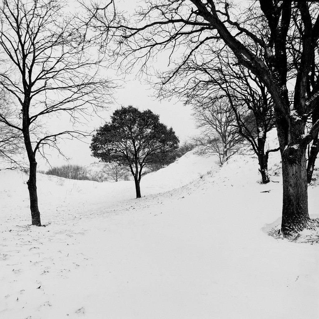 Serene black-and-white winter scene with one leafy tree among bare branches on snowy hillside. — illustrating “The Winter Project // Favourite Winter Nail Colour” on Florence and Mary