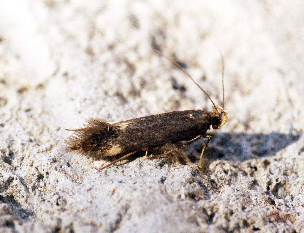 Small dark brown moth with tan markings near its feathery tail resting on rough light grey stone. — illustrating “Waldorf Astoria Edinburgh | The Caledonian | Part 2” on Florence and Mary